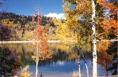 Navajo Lake Fall Colors